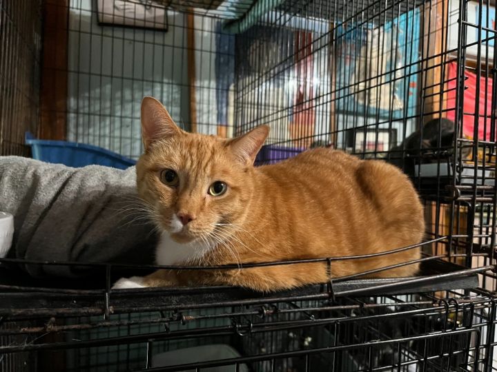 Cats for adoption hot sale near me declawed