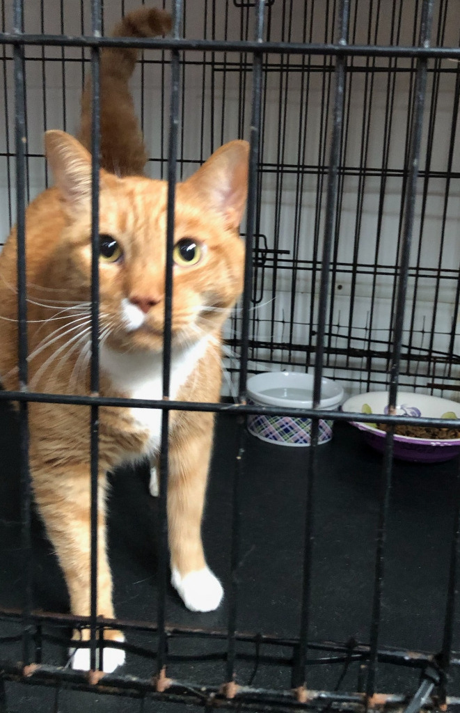 Gambit (declawed)