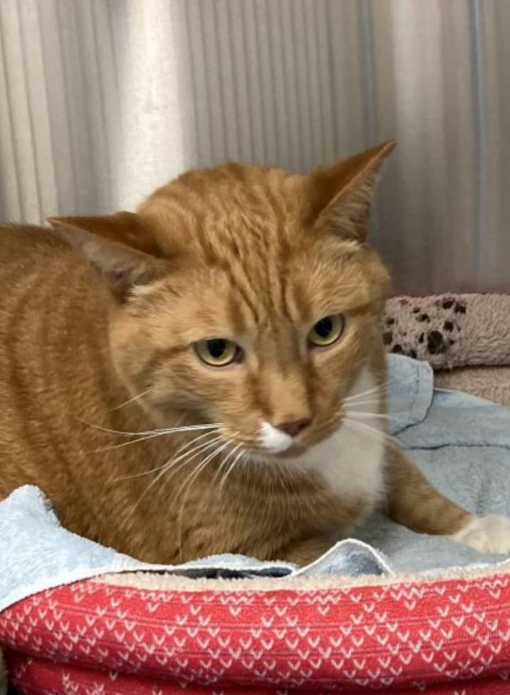 Cat for adoption Gambit (declawed), a Domestic Short Hair in