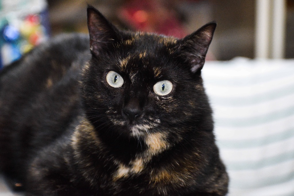 Aurora T, an adoptable Domestic Short Hair in St. James City, FL, 33956 | Photo Image 1