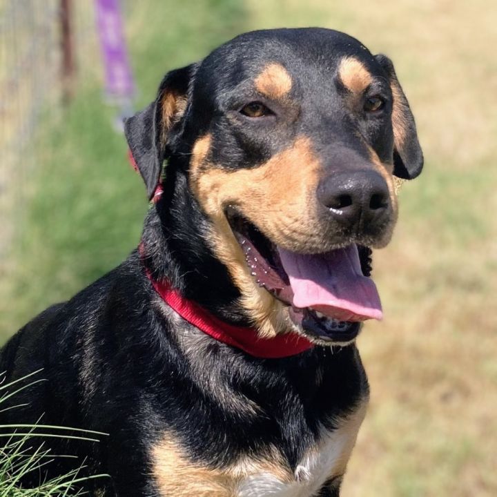 Black and tan hot sale coonhound shepherd mix