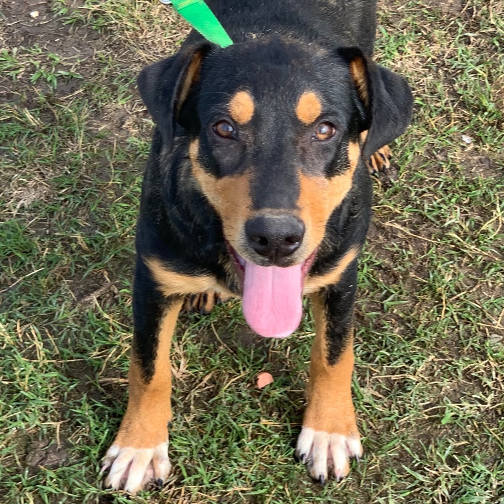 Freddie, an adoptable Hound, Retriever in Quinlan, TX, 75474 | Photo Image 2