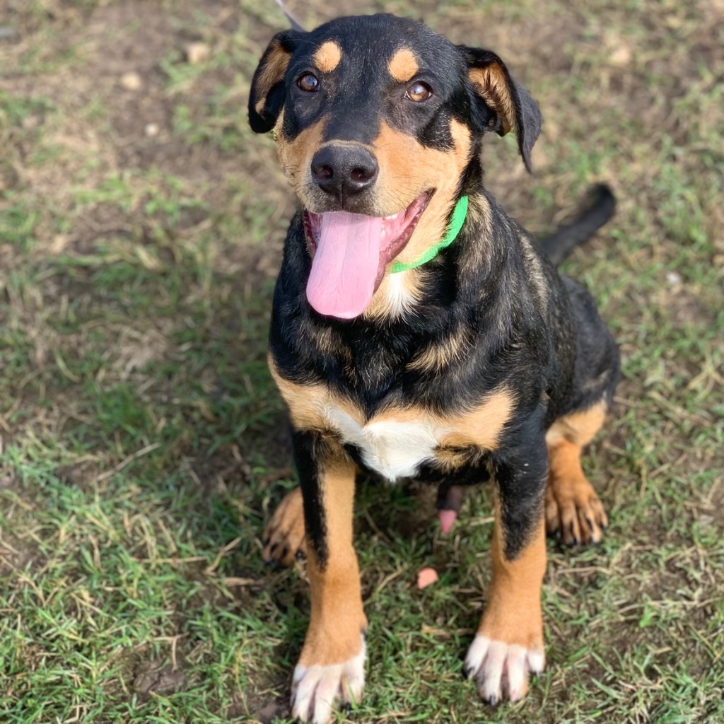 Freddie, an adoptable Hound, Retriever in Quinlan, TX, 75474 | Photo Image 3