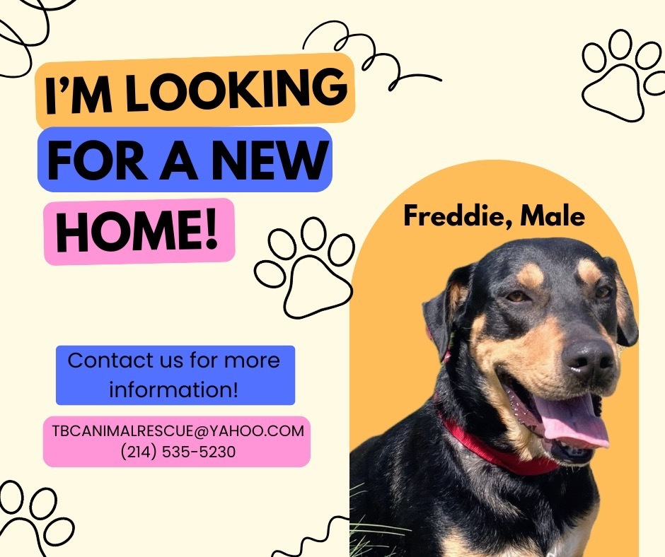 Freddie, an adoptable Hound, Retriever in Quinlan, TX, 75474 | Photo Image 5