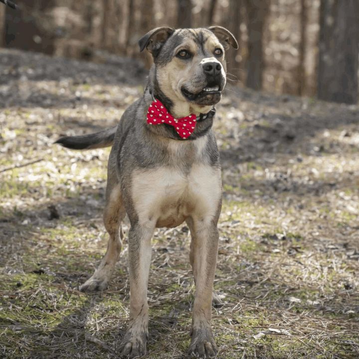 Rocco, an adoptable Shepherd & Hound Mix in Helena, AL_image-4