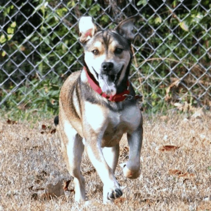 Rocco, an adoptable Shepherd & Hound Mix in Helena, AL_image-5