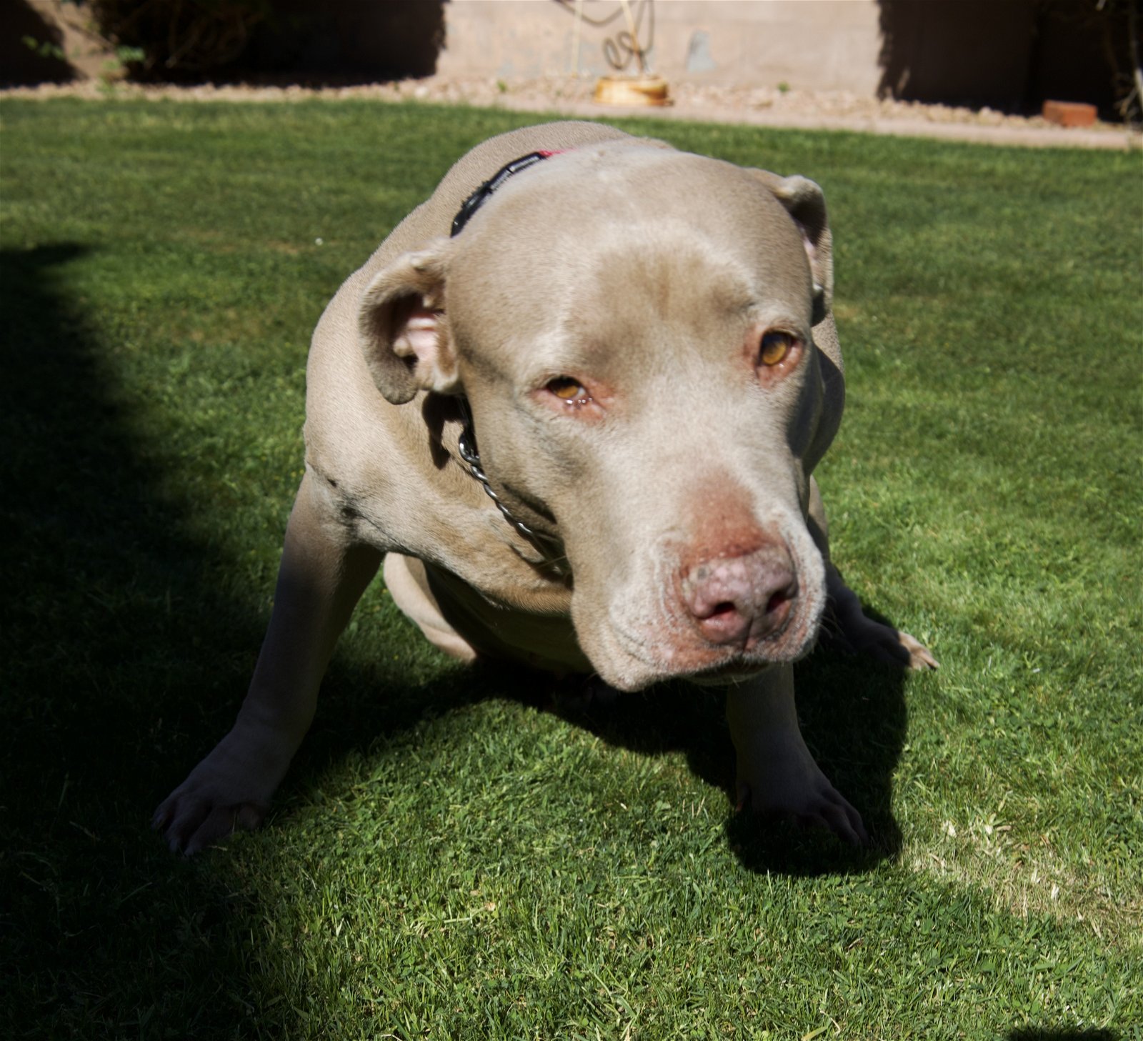 ROSIE #4, an adoptable Pit Bull Terrier, Weimaraner in Chandler, AZ, 85249 | Photo Image 1
