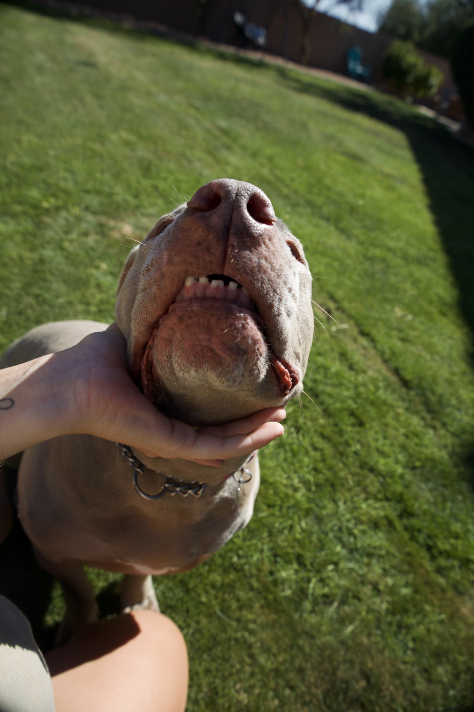 ROSIE #4, an adoptable Pit Bull Terrier, Weimaraner in Chandler, AZ, 85249 | Photo Image 2