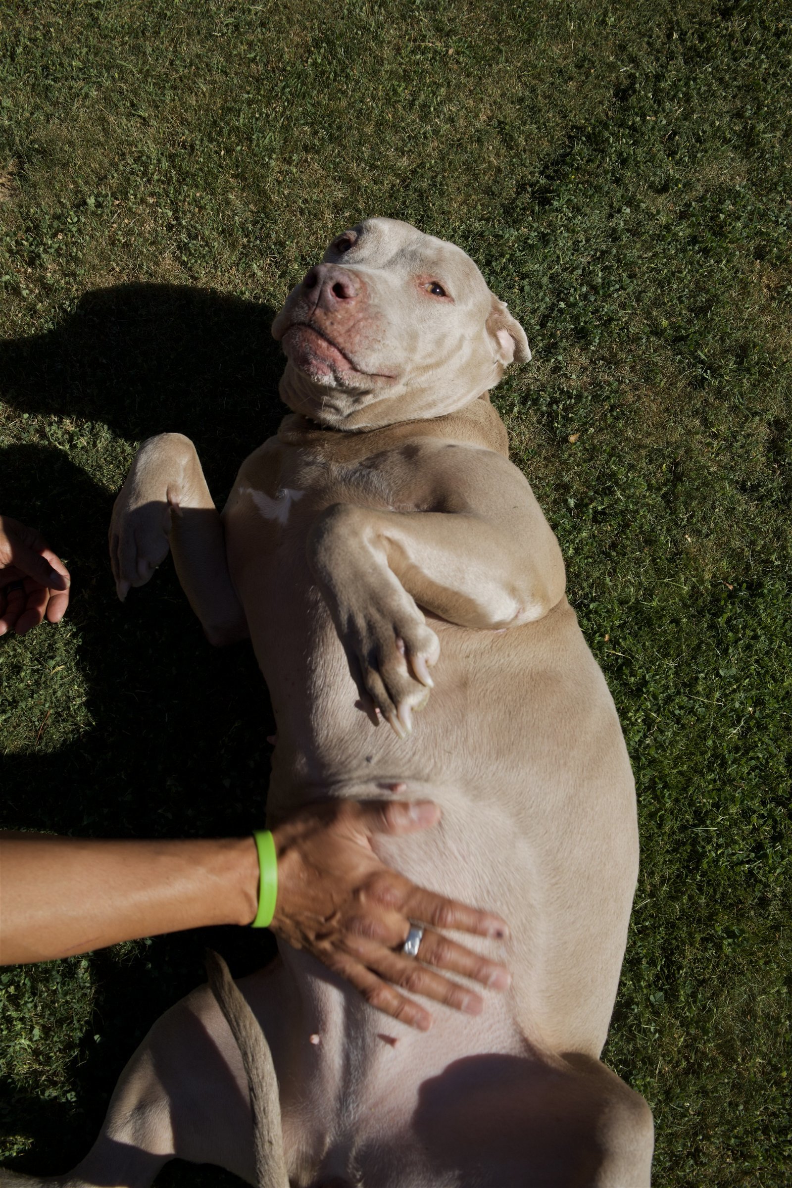 ROSIE #4, an adoptable Pit Bull Terrier, Weimaraner in Chandler, AZ, 85249 | Photo Image 3
