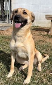 Cali, an adoptable Shepherd, Mountain Cur in Sistersville, WV, 26175 | Photo Image 1