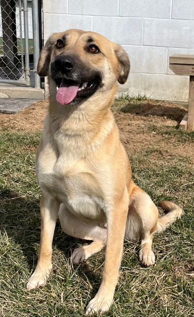 Cali, an adoptable Shepherd, Mountain Cur in Sistersville, WV, 26175 | Photo Image 2