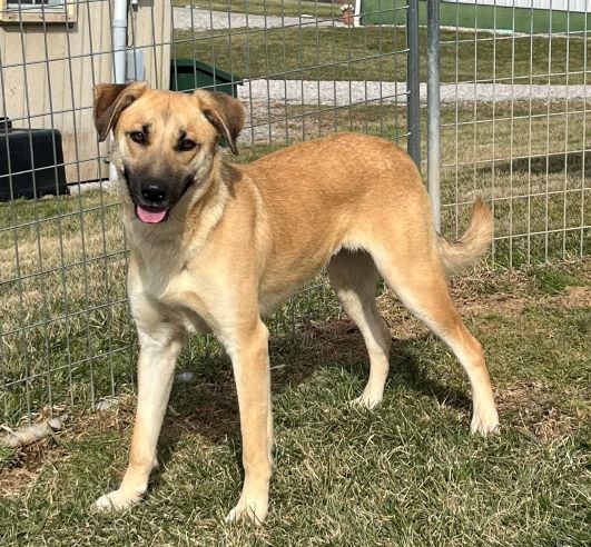 Cali, an adoptable Shepherd, Mountain Cur in Sistersville, WV, 26175 | Photo Image 3