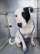 A378837's profile on Petfinder.com