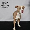 A378836's profile on Petfinder.com