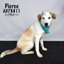 A378811's profile on Petfinder.com