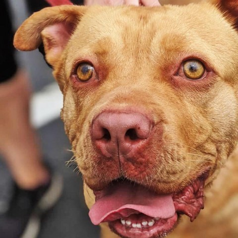 Chico, an adoptable Labrador Retriever in Savannah, GA, 31406 | Photo Image 3