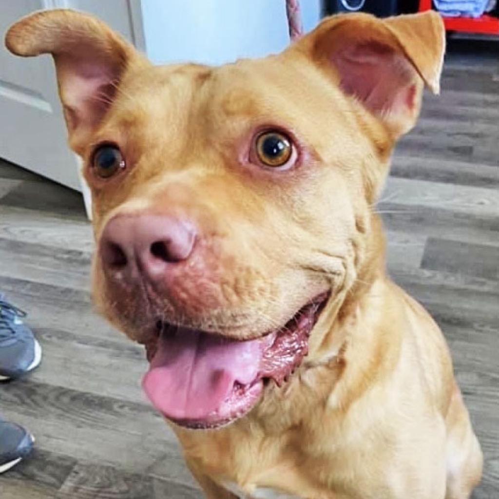 Chico, an adoptable Labrador Retriever in Savannah, GA, 31406 | Photo Image 3