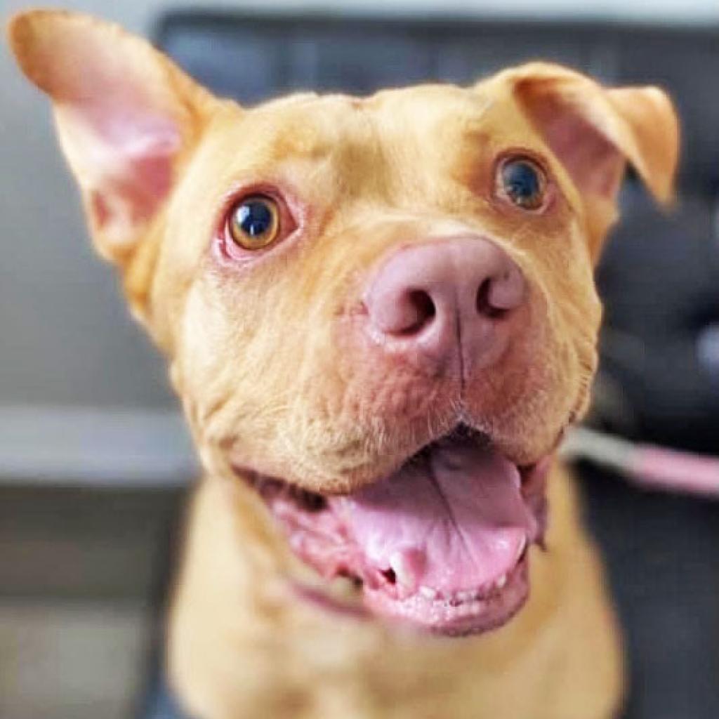 Chico, an adoptable Labrador Retriever in Savannah, GA, 31406 | Photo Image 5