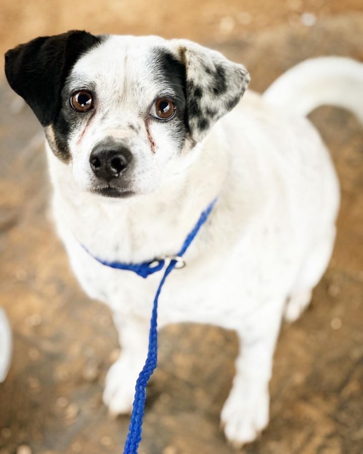 Jack russell beagle mix black store and white