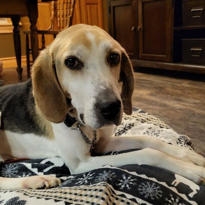Dog for adoption - Fred , a Hound Mix in Etobicoke, ON | Petfinder