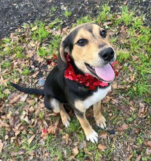 Dogs for Adoption Near Richmond Hill, GA | Petfinder
