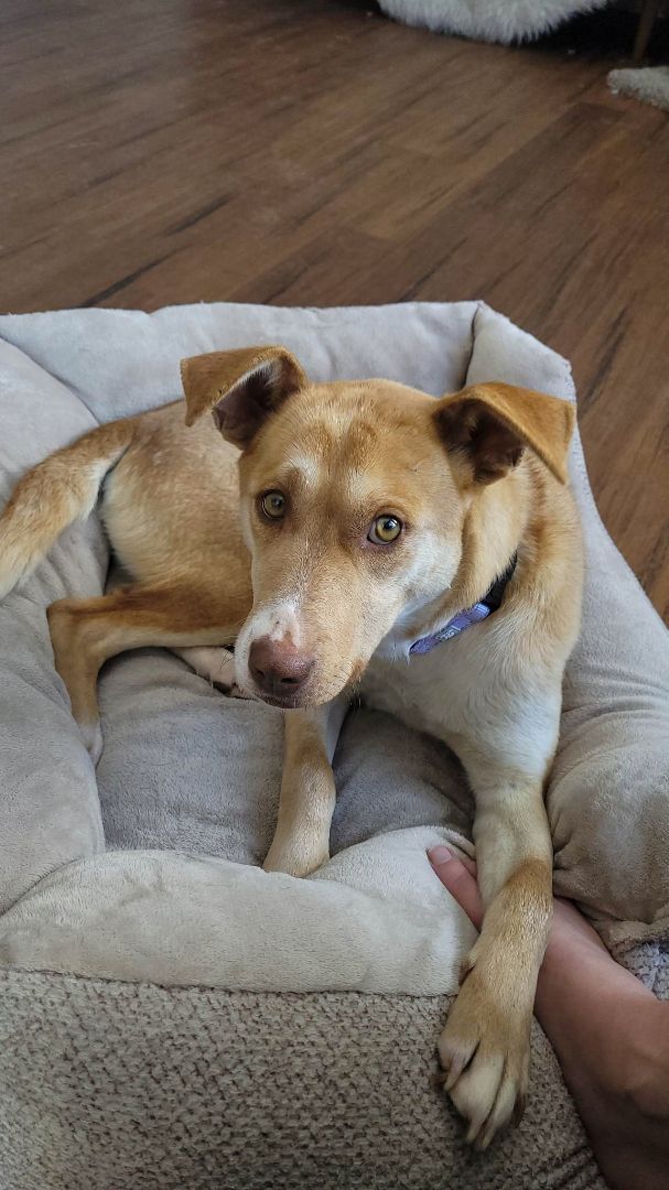 Dog for adoption - VERITY, a Labrador Retriever Mix in Grand Forks, ND ...