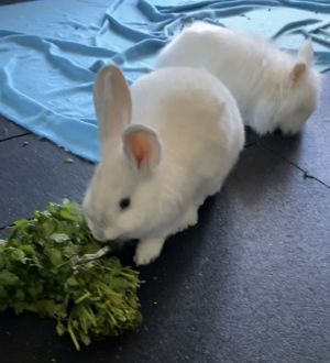 Hadley & Ron (bonded pair) (courtesy listing)