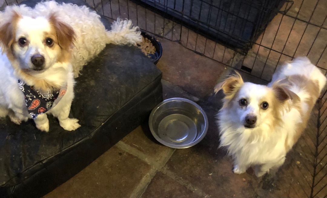 Jin and Rumy, an adoptable Papillon, Pomeranian in North Hills, CA, 91343 | Photo Image 1