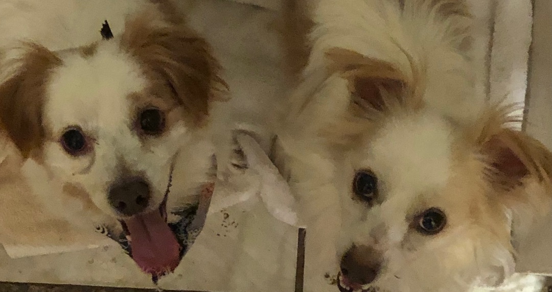 Jin and Rumy, an adoptable Papillon, Pomeranian in North Hills, CA, 91343 | Photo Image 2