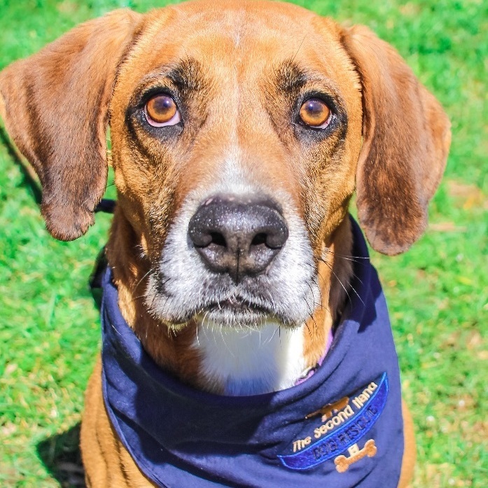 Dog for adoption Sambo, a Vizsla in Rochester, NY Petfinder