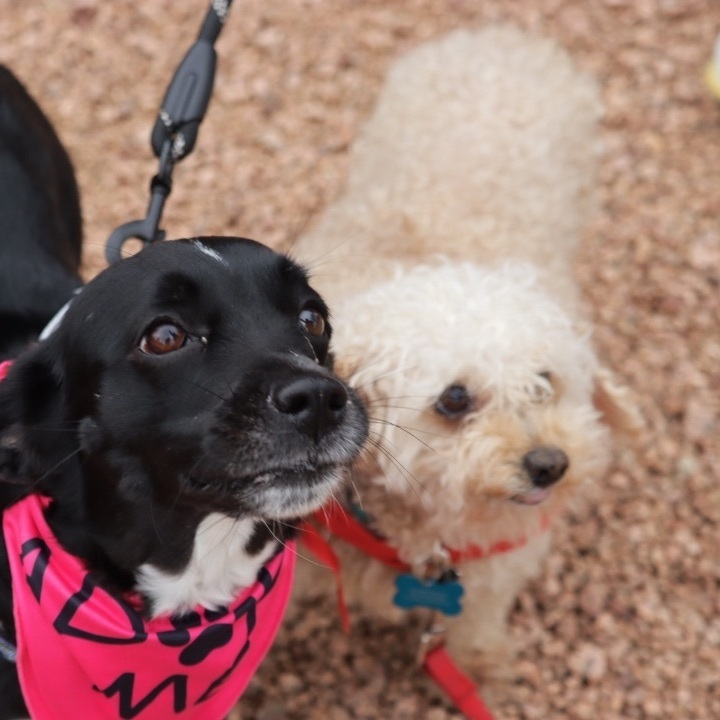 Cinnamon - Bonded with Tipsy, an adoptable Miniature Poodle Mix in Madison, WI_image-1