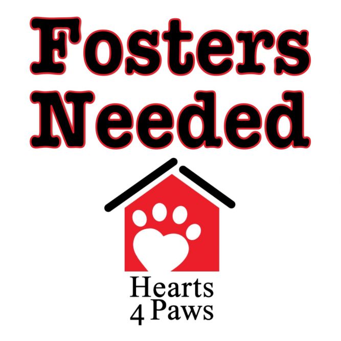 4 paws store for ability petfinder