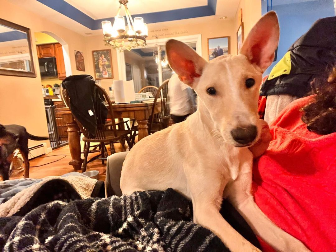 Dog for adoption - Bolt, a White German Shepherd Mix in Albany, NY |  Petfinder
