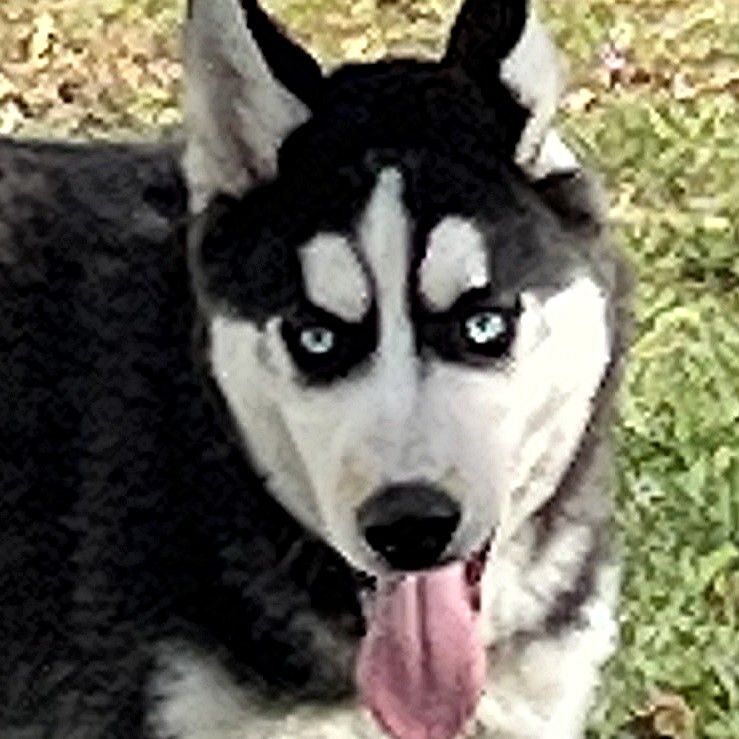 are light blue huskies eyes blind