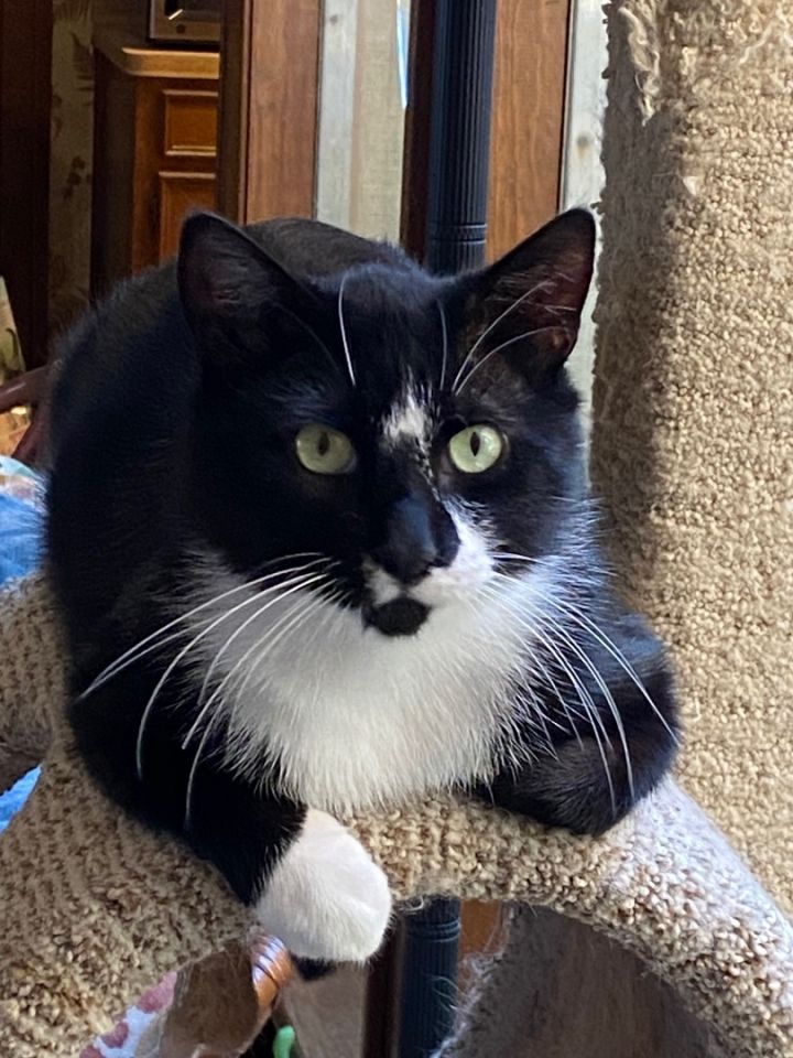 Cat for adoption Tux a Tuxedo in Beaumont TX Petfinder