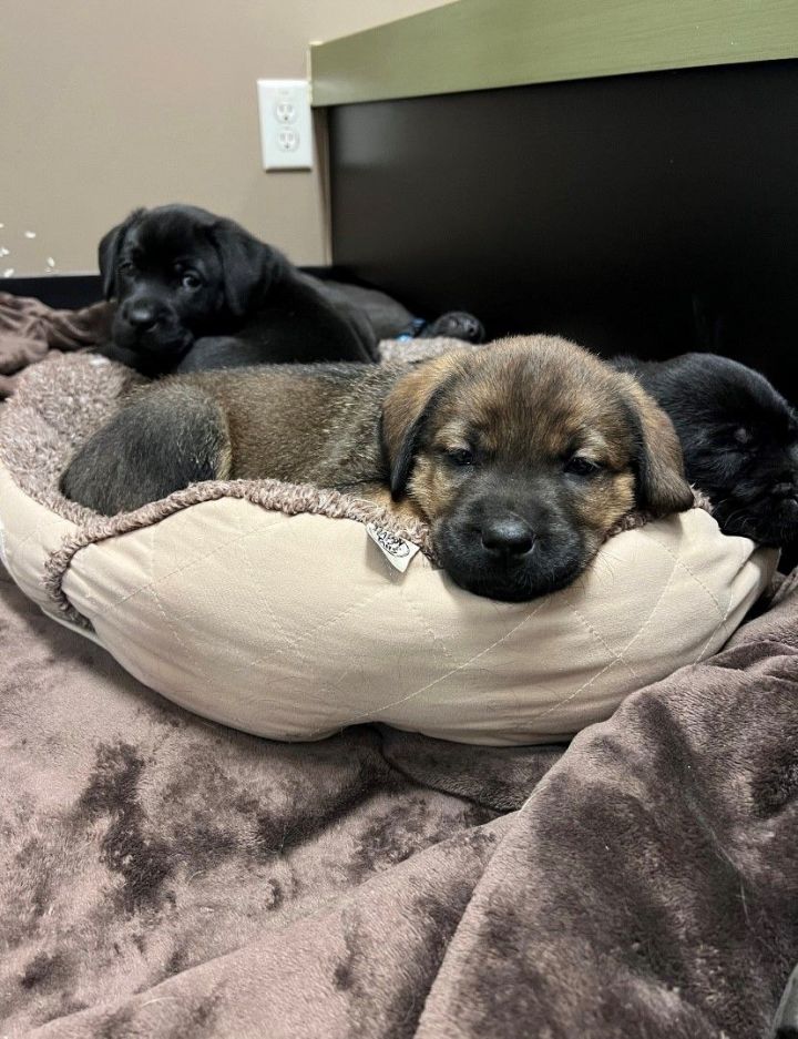 Bohemian Earth Litter - Litter of 9 Boys and 3 Girls , an adopted Cane Corso & Black Labrador Retriever Mix in Langley, BC_image-4