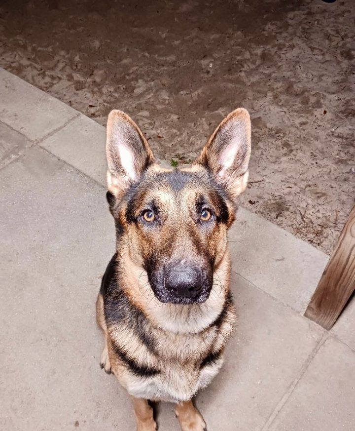 Umbro, an adoptable German Shepherd Dog in Cantonment, FL_image-2