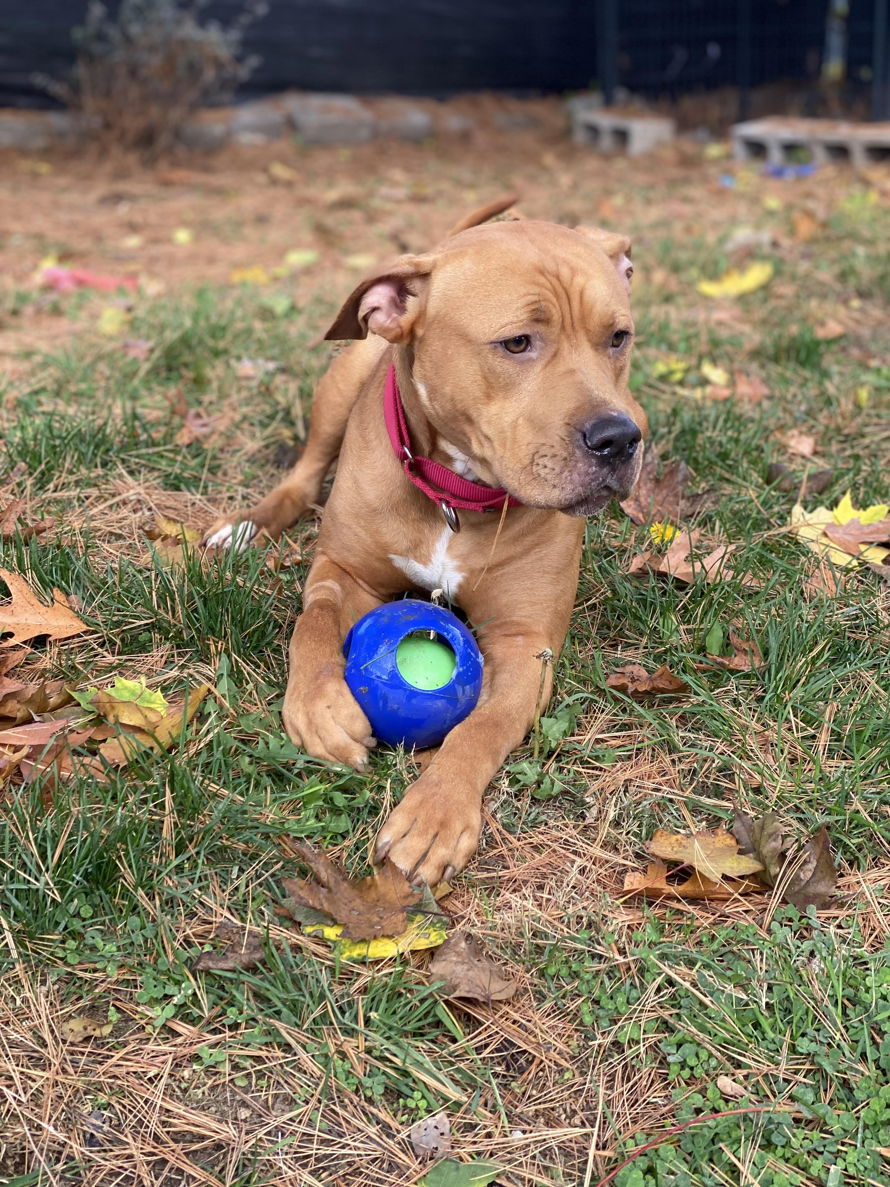 ROCCO, an adoptable American Staffordshire Terrier, Mixed Breed in Livingston Manor, NY, 12758 | Photo Image 3