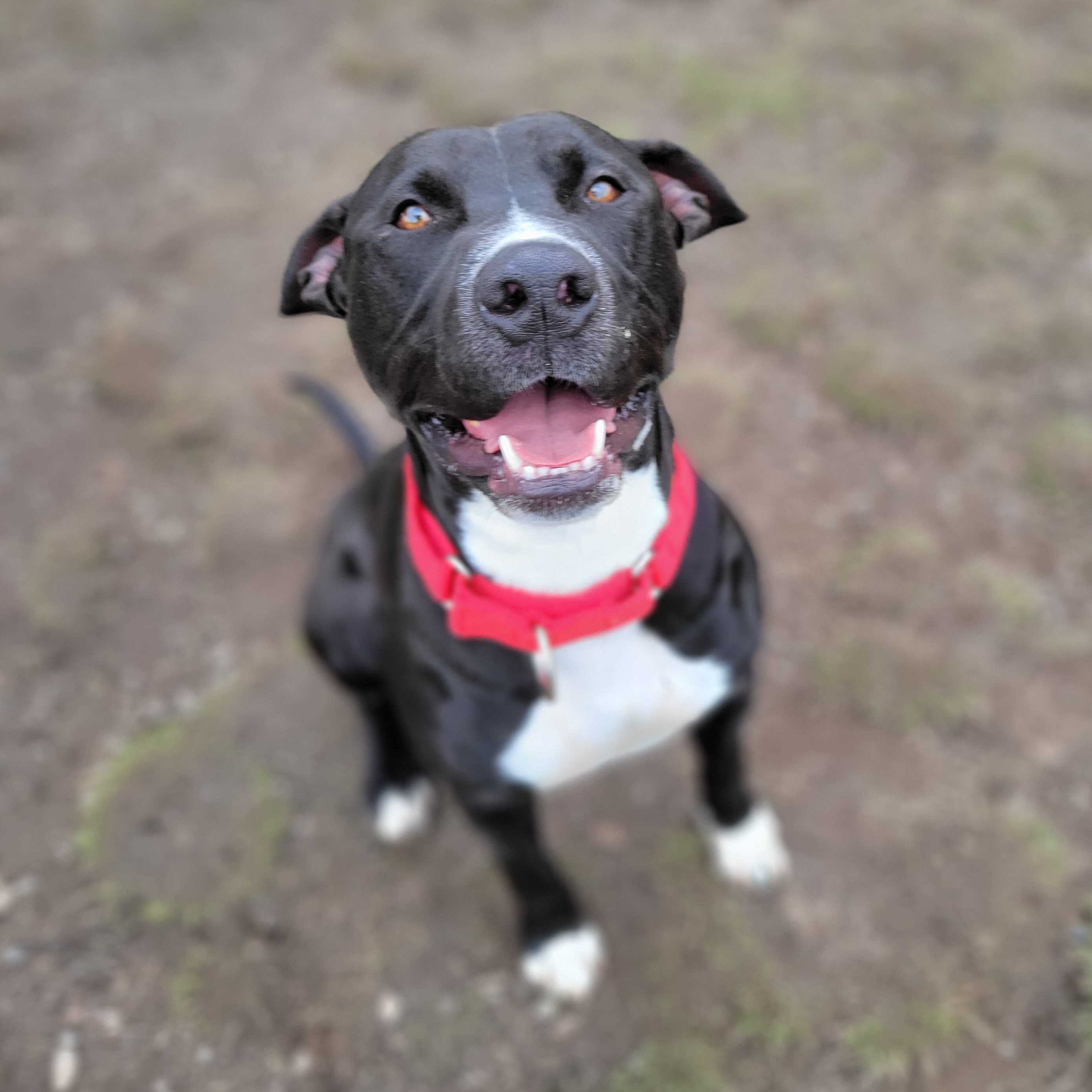 Vinnie, an adoptable Pit Bull Terrier in Port Angeles, WA, 98363 | Photo Image 2