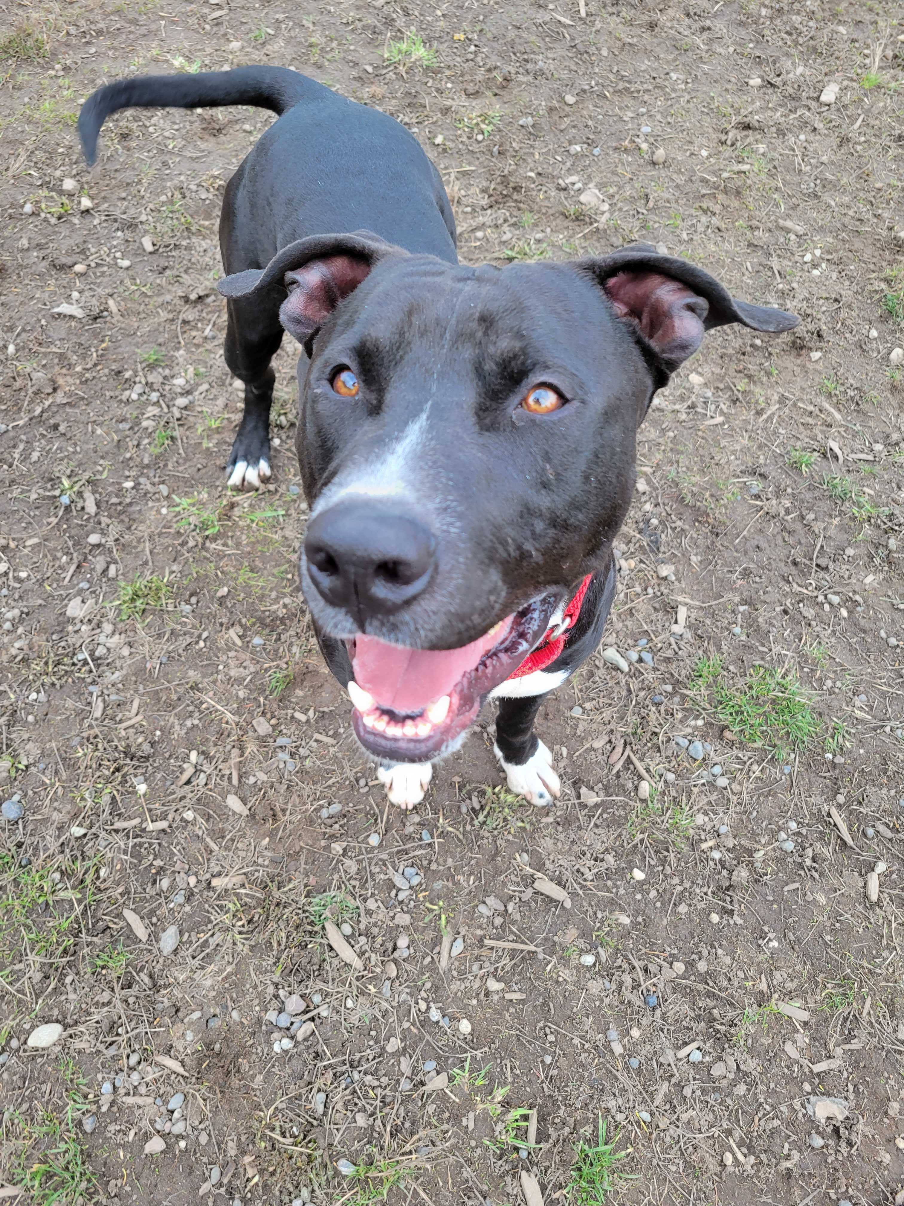 Vinnie, an adoptable Pit Bull Terrier in Port Angeles, WA, 98363 | Photo Image 3