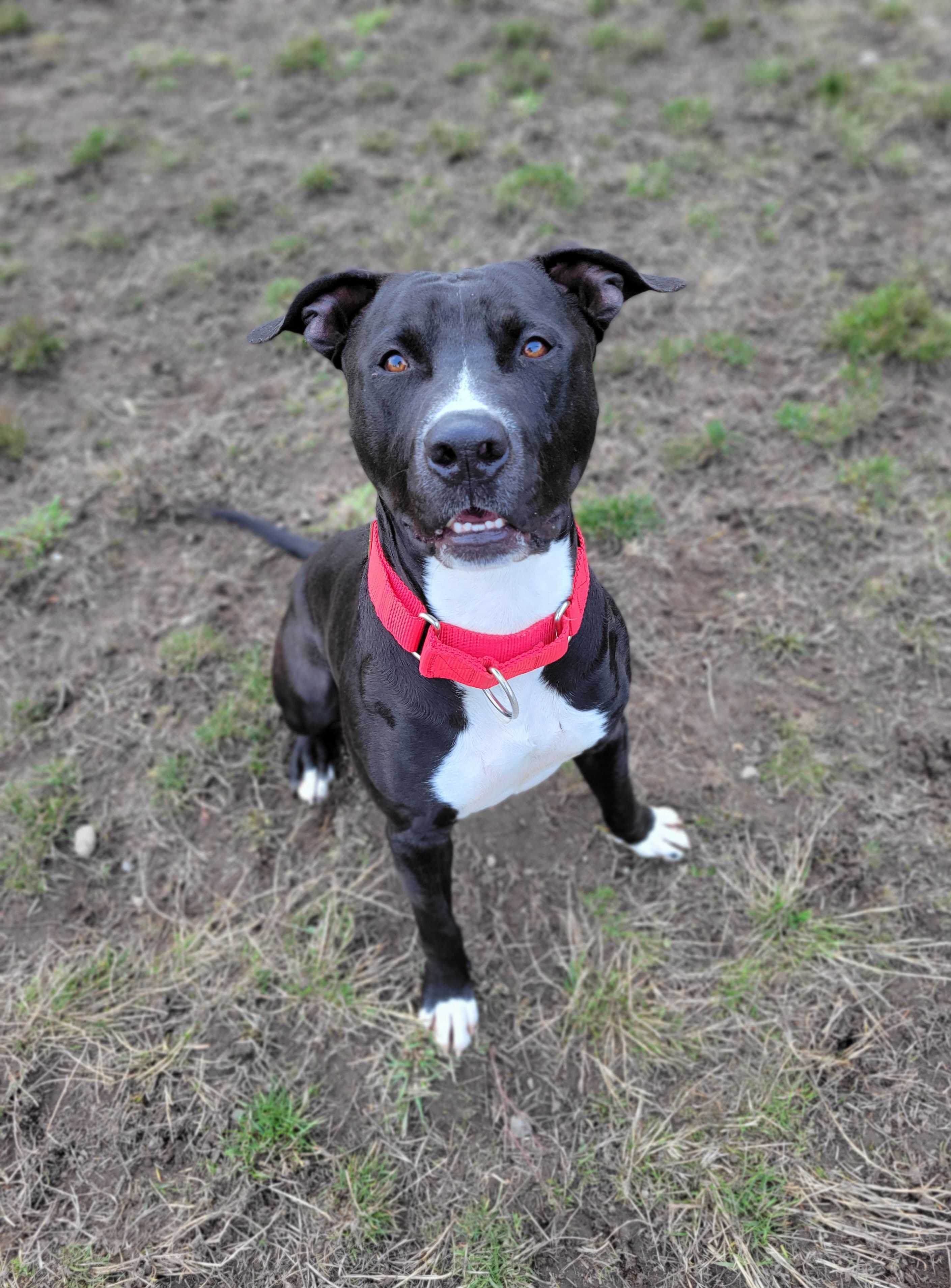 Vinnie, an adoptable Pit Bull Terrier in Port Angeles, WA, 98363 | Photo Image 1