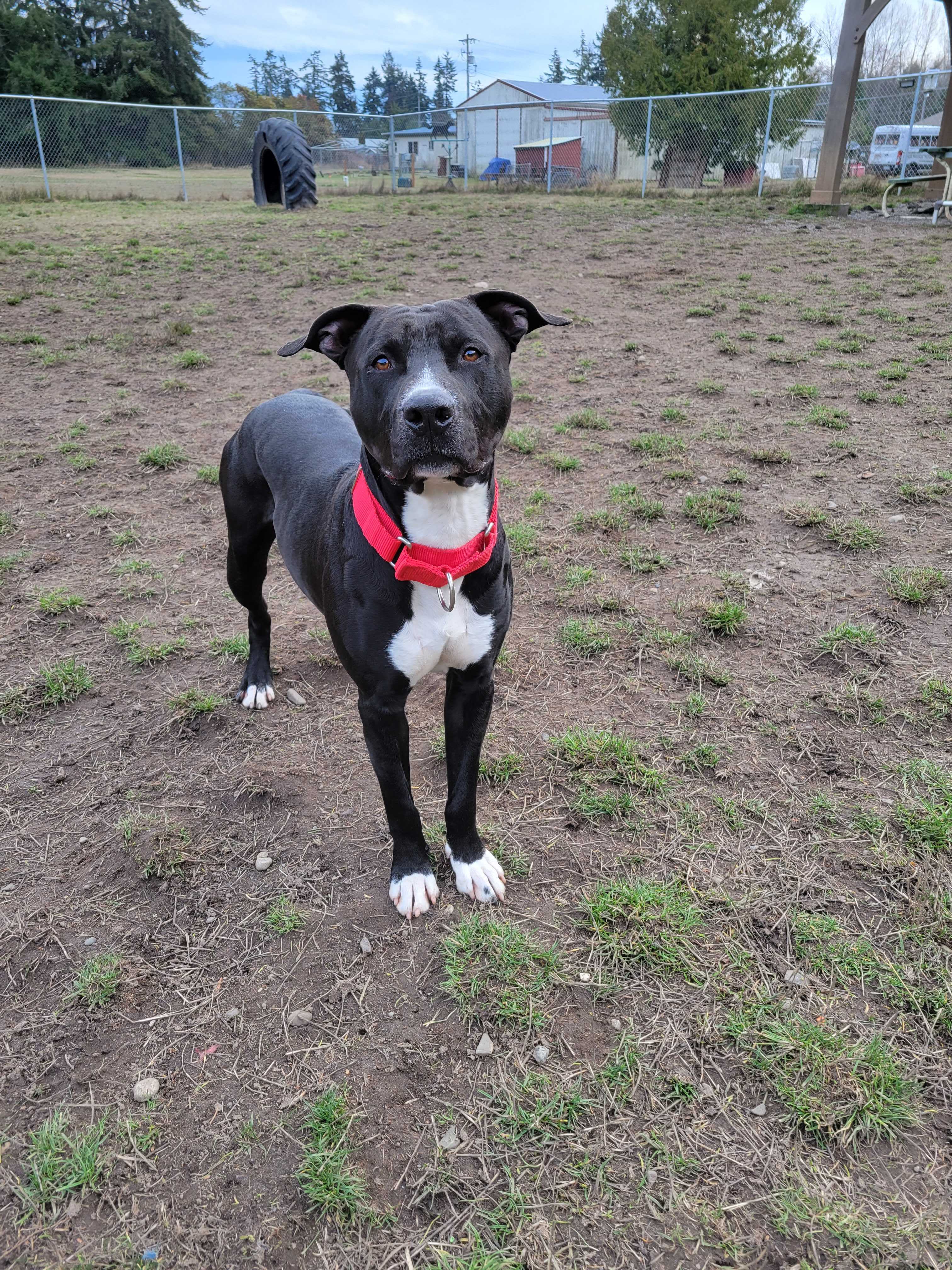 Vinnie, an adoptable Pit Bull Terrier in Port Angeles, WA, 98363 | Photo Image 4