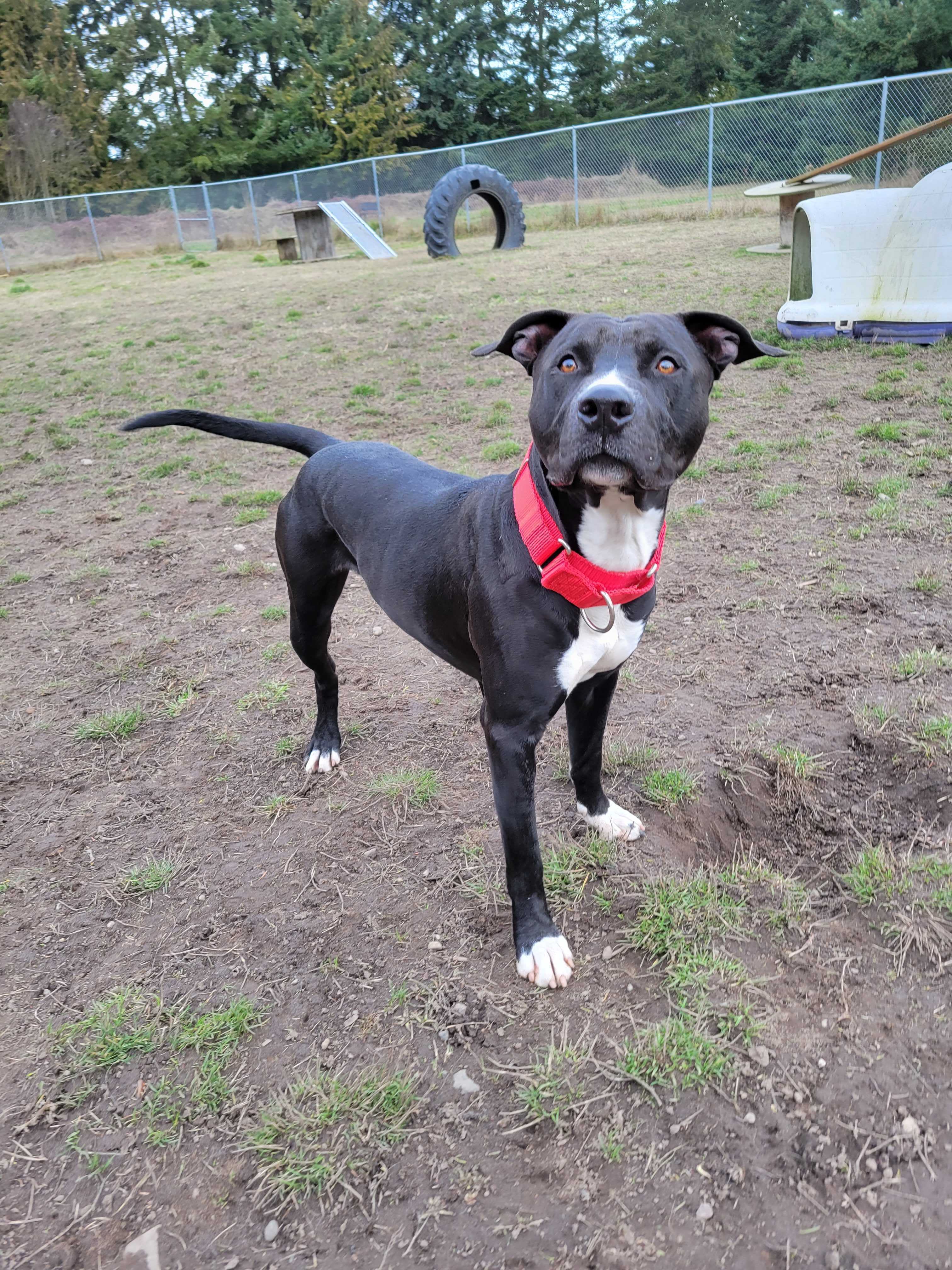 Vinnie, an adoptable Pit Bull Terrier in Port Angeles, WA, 98363 | Photo Image 5