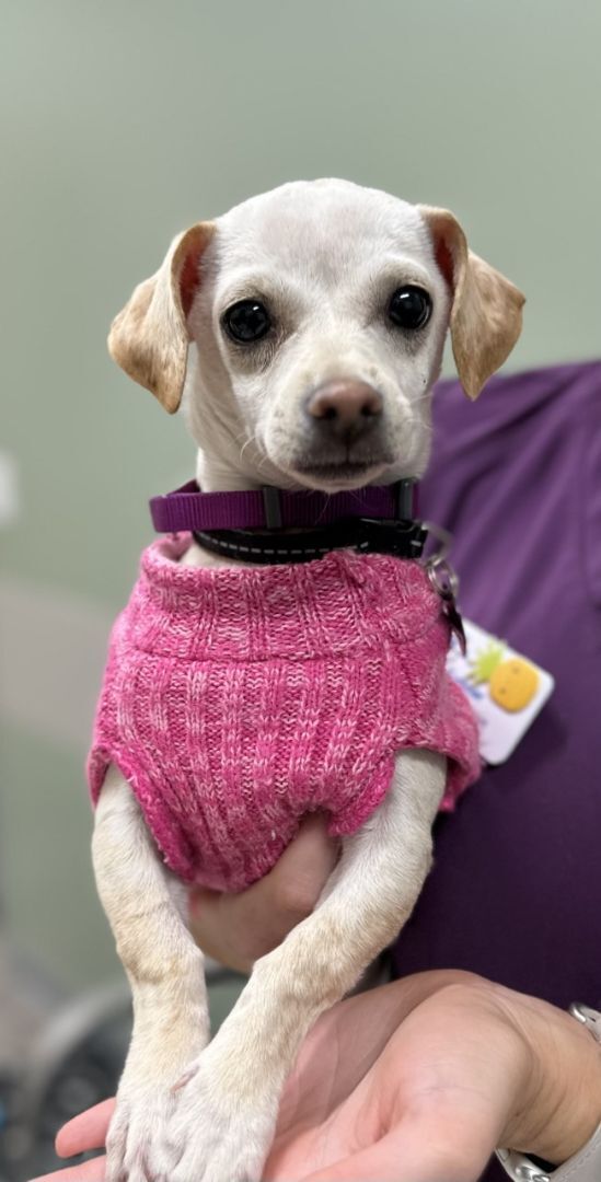 Elvie, an adoptable Dachshund & Chihuahua Mix in Los Alamitos, CA_image-1