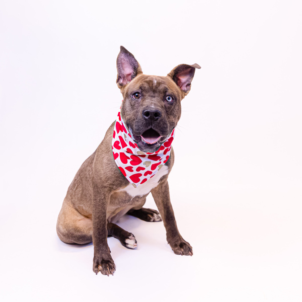 Pen 191c Buttercup, an adoptable Pit Bull Terrier Mix in Lawrenceville, GA_image-1