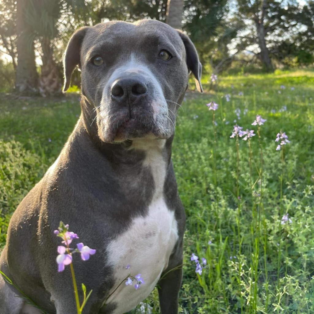 Breakfast, an adoptable Pit Bull Terrier in Savannah, GA, 31406 | Photo Image 1