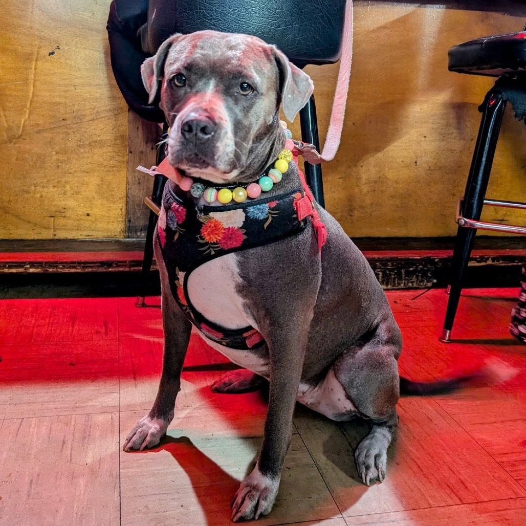 Breakfast, an adoptable Pit Bull Terrier in Savannah, GA, 31406 | Photo Image 1