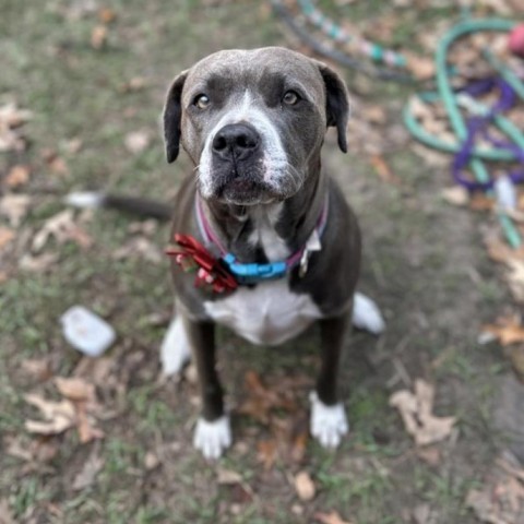 Breakfast, an adoptable Pit Bull Terrier in Savannah, GA, 31406 | Photo Image 2