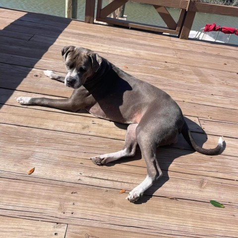 Breakfast, an adoptable Pit Bull Terrier in Savannah, GA, 31406 | Photo Image 5