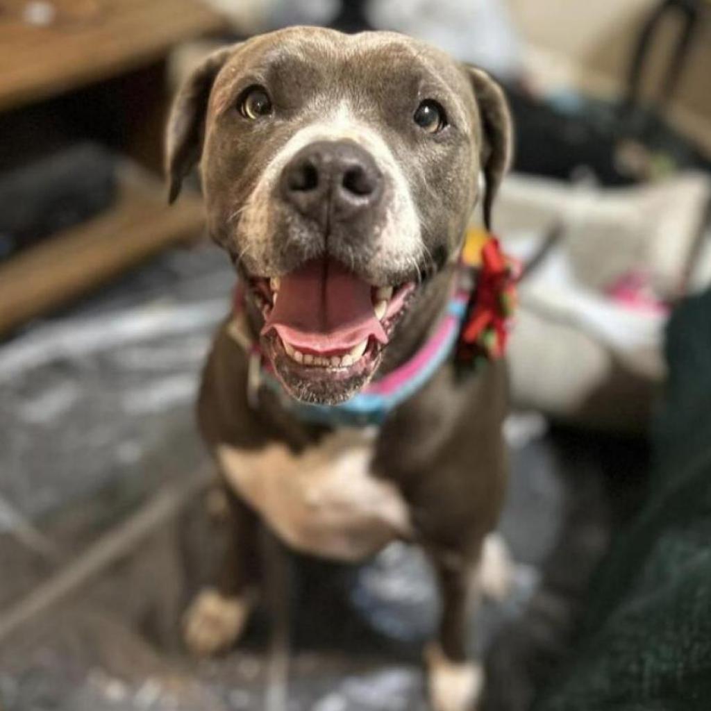 Breakfast, an adoptable Pit Bull Terrier in Savannah, GA, 31406 | Photo Image 5